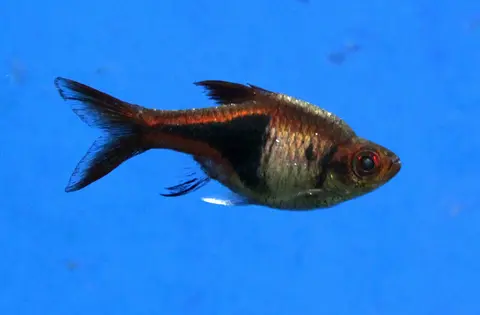 Rasbora Harlequin bertubuh keperakan, ekor merah, latar hijau, close-up