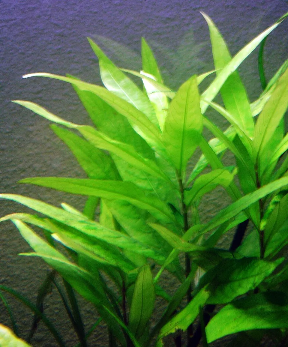 Cây cỏ thìa là nước, Hygrophila corymbosa