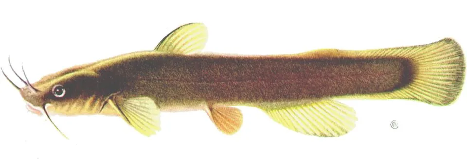 Cá nheo madtom viền, Noturus insignis