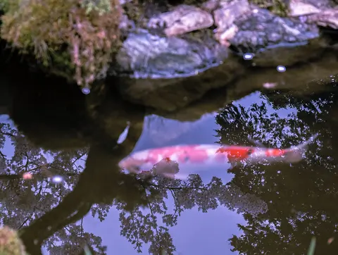 ปลาคาร์ปสีแดงขาวว่ายใกล้ขอบหินในบ่อ