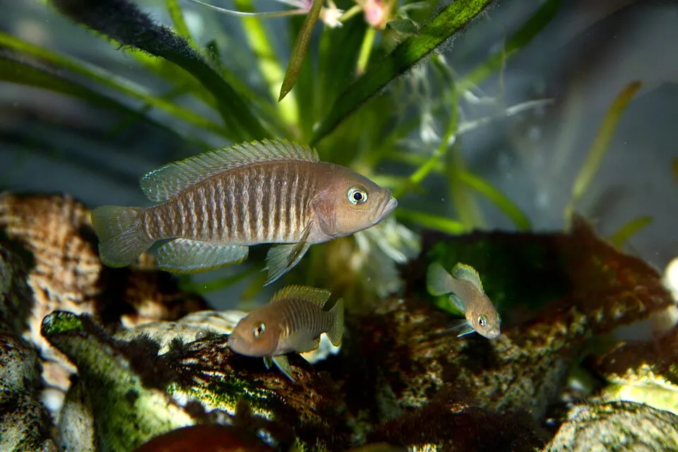 A Neolamprologus multifasciatus male guarding its territory.