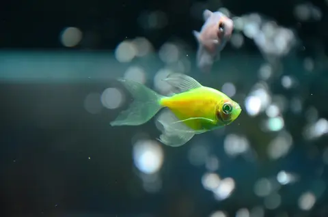 Ikan GloFish tetra kuning kehijauan di dalam akuarium dengan gelembung udara
