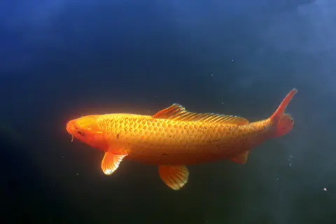 ปลาคาร์ปสีส้มเหลืองว่ายในน้ำสีเขียวเข้ม