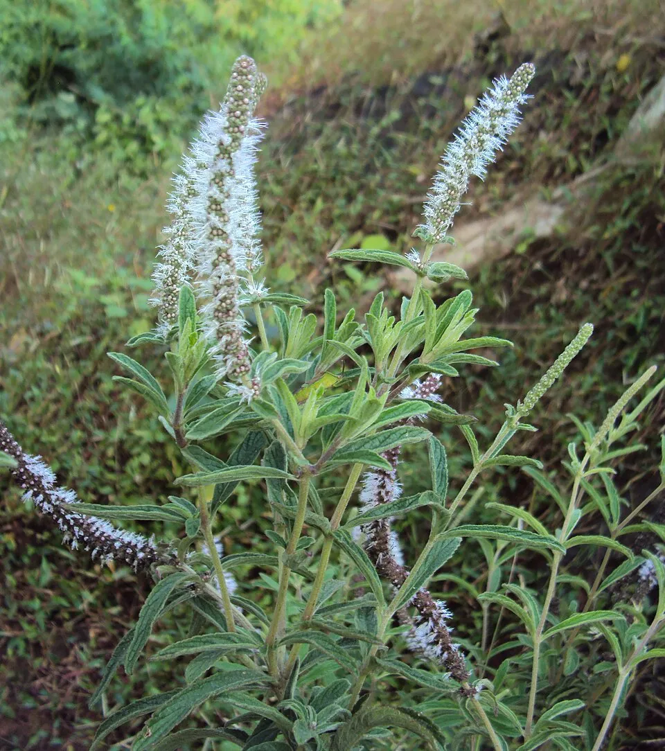 Cây Pogostemon quadrifolius, Pogostemon quadrifolius