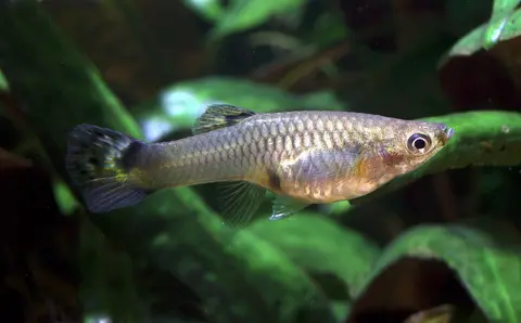 Guppy betina bertubuh perak di akuarium tanaman air