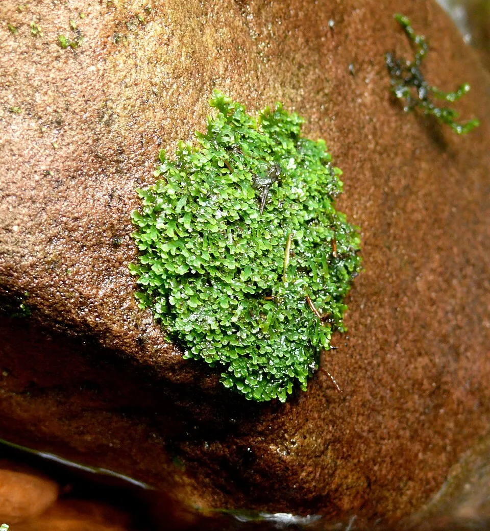 Riccardia chamaedryfolia, Nordschwarzwald