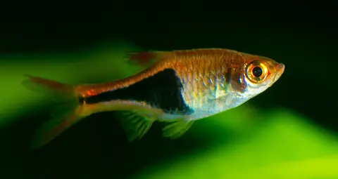 Rasbora Harlequin bertubuh kuning oranye, mata merah, latar hijau