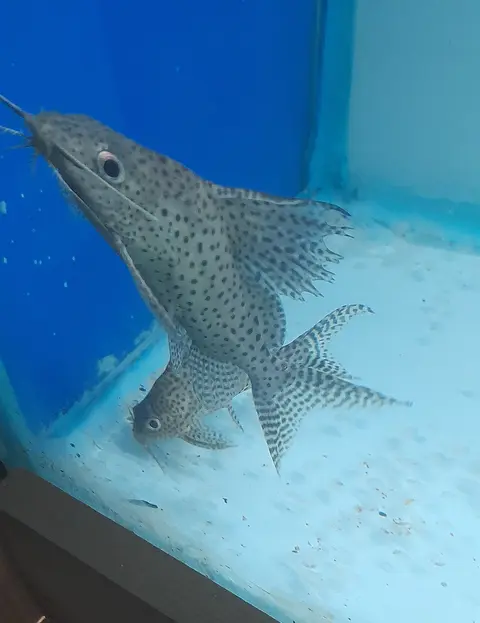 Synodontis Eupterus