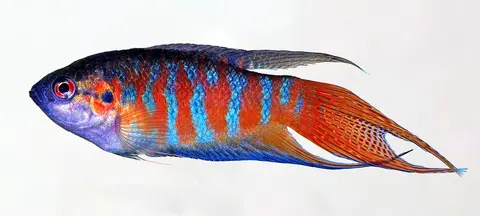 Ikan Paradise jantan bergaris merah biru cerah, latar putih