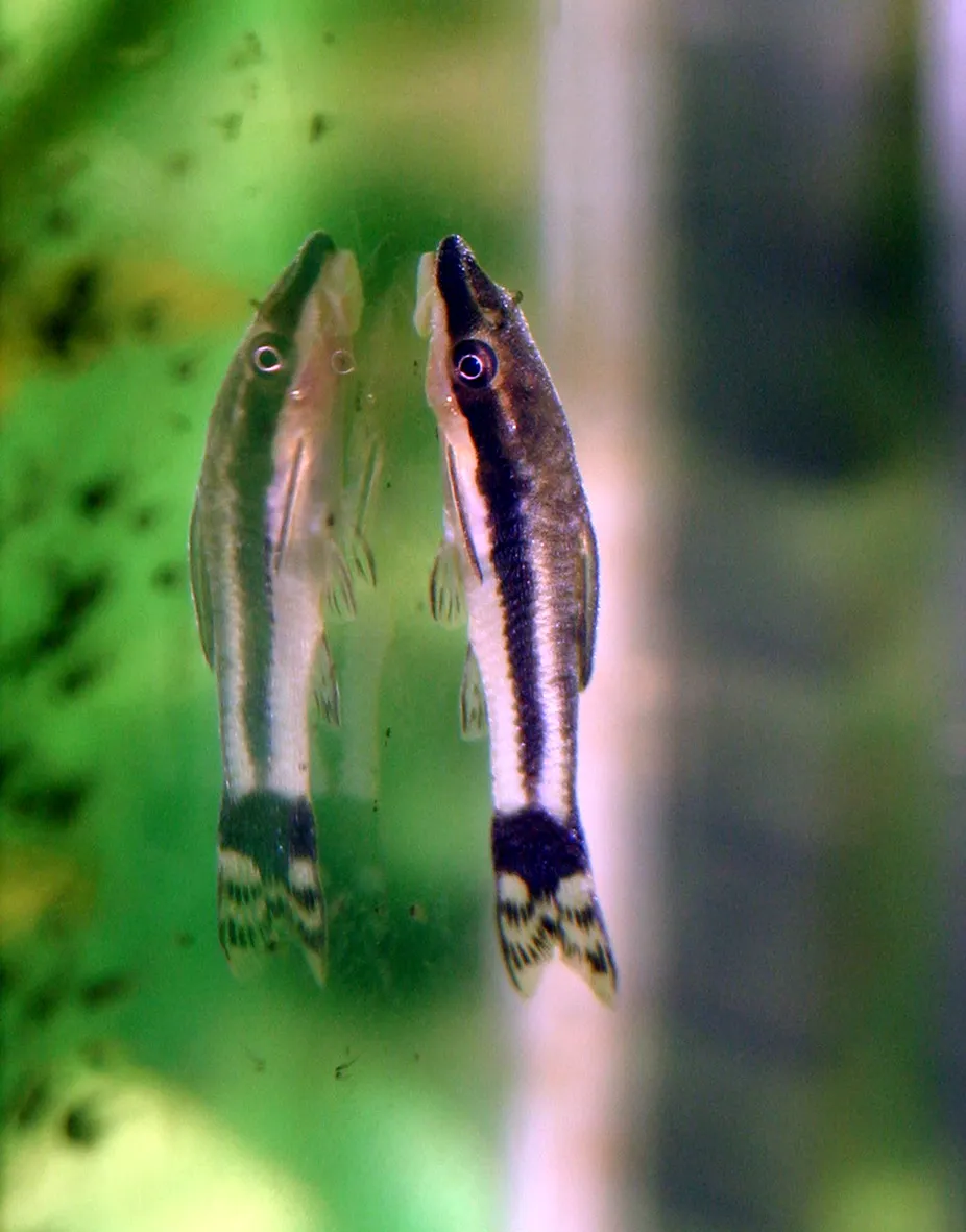Otocinclus affinis.JPG