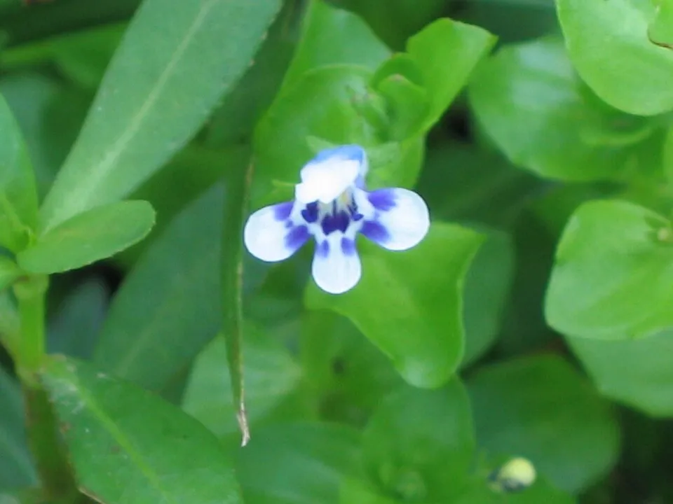 Cây Lindernia rotundifolia, Lindernia rotundifolia