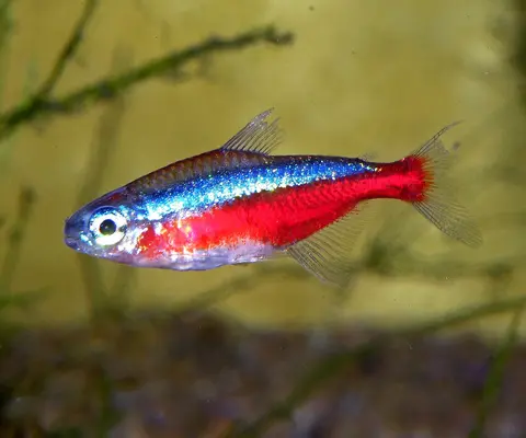 ปลาคาร์ดินัลเตตร้าโตเต็มวัยมีแถบสีฟ้าและลำตัวสีแดงในตู้