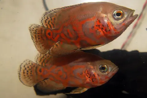 Dua Oscar merah oranye berenang di akuarium