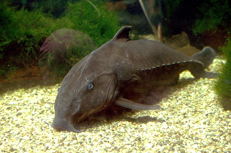 Cá da trơn ripsaw, Oxydoras niger
