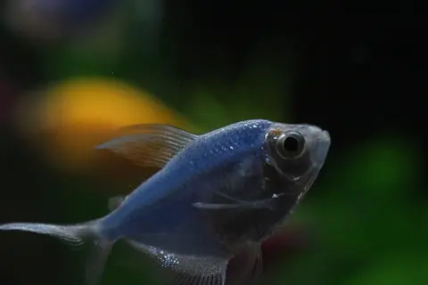 Ikan GloFish tetra biru tua dilihat dari jarak dekat