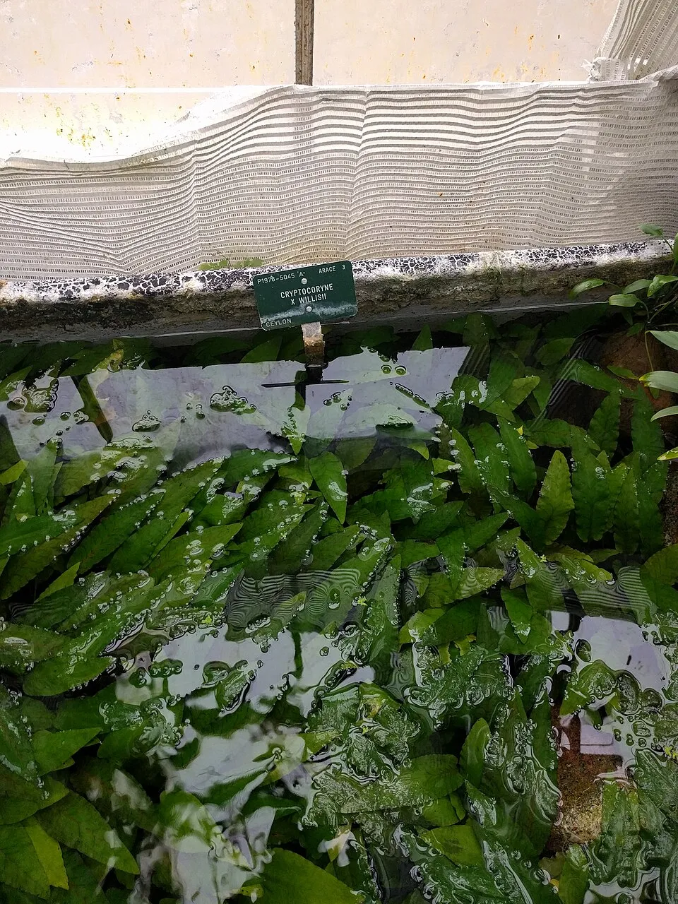 Cryptocoryne willisii, Cryptocoryne x willisii