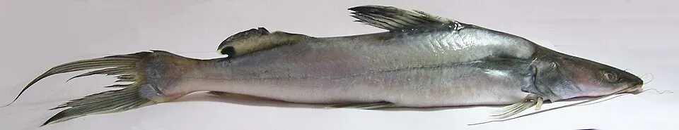 Cá lăng sông khổng lồ, Sperata seenghala