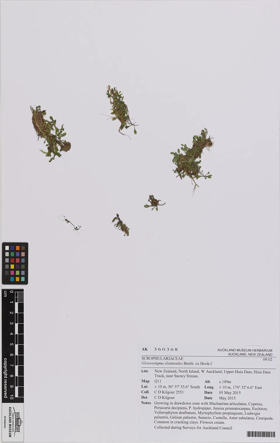 Glossostigma elatinoides Benth. ex Hook.f. (AM AK360368).jpg