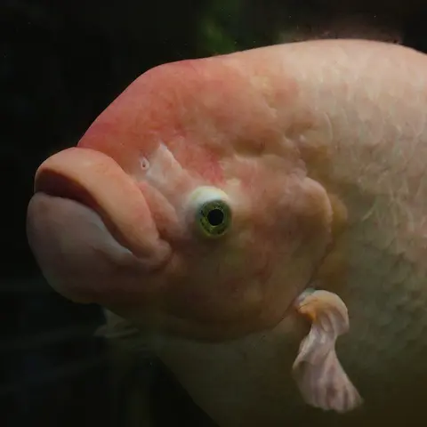 ปลาแรด