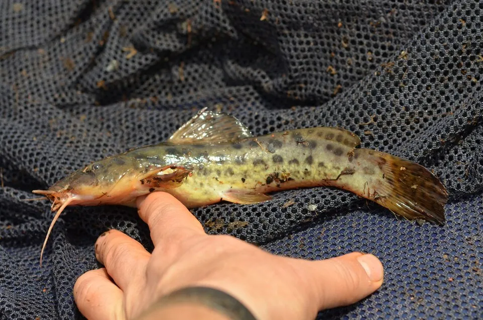Cá da báo lùn châu Phi, Notoglanidium macrostoma