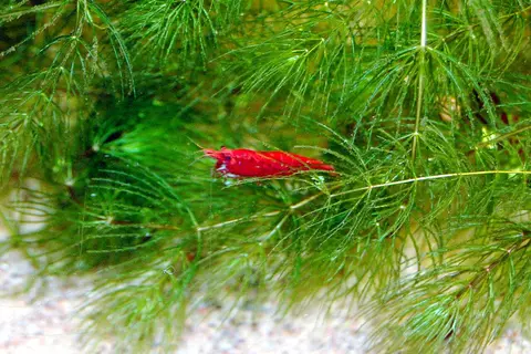 กุ้งเชอร์รี่สีแดงบนกอสาหร่ายสีเขียวในตู้