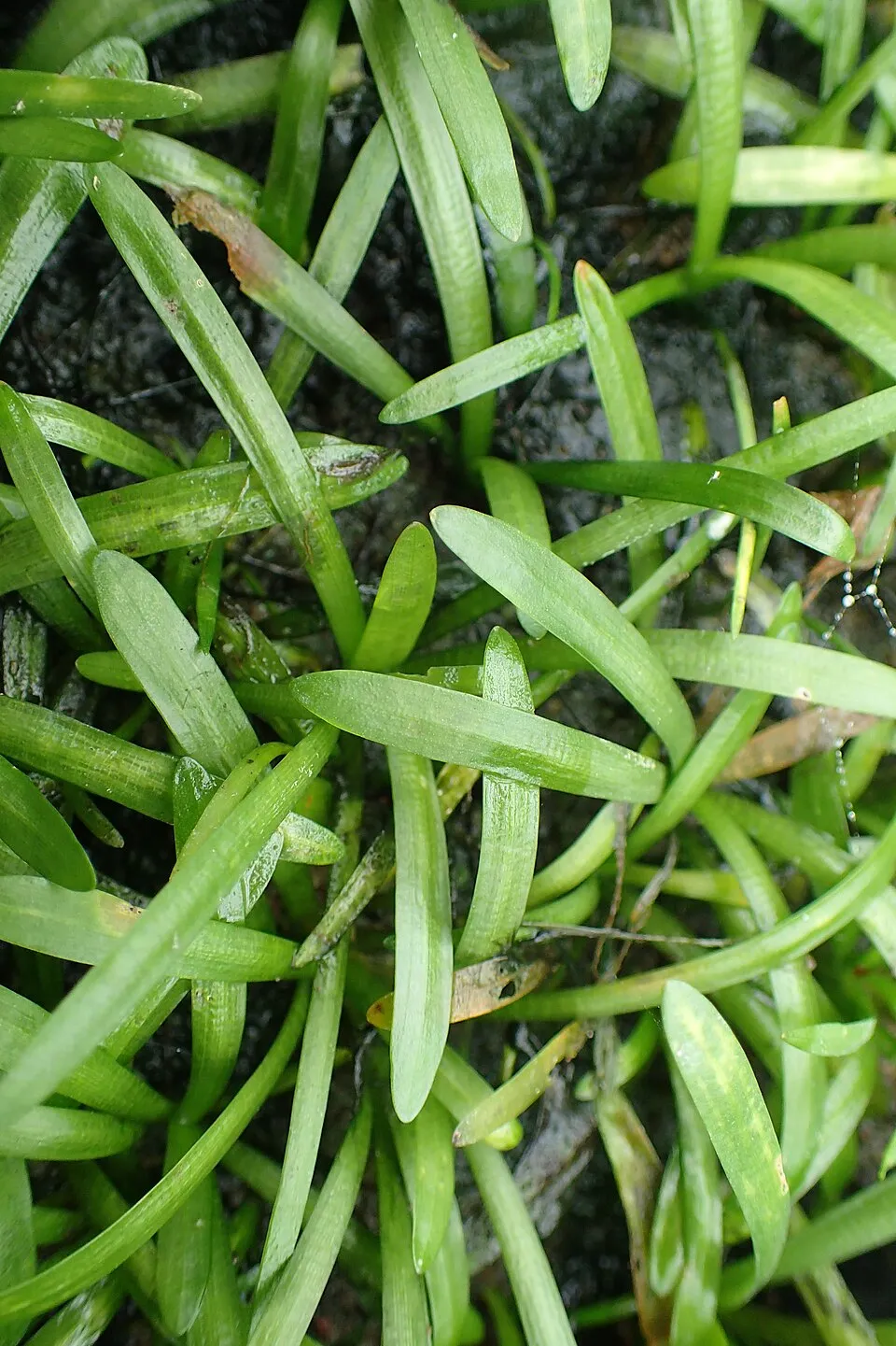 Sagittaria subulata in Wrocław University Botanical Garden