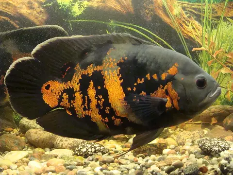 Oscar tiger hitam oranye di akuarium berdasar kerikil