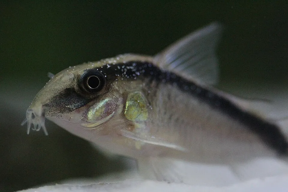Corydoras granti