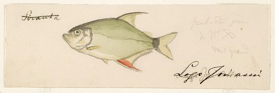 Taxonomic Classification: Animalia--Characidae--Catoprion mento (Cuvier 1819). Common Name: Wimple piranha