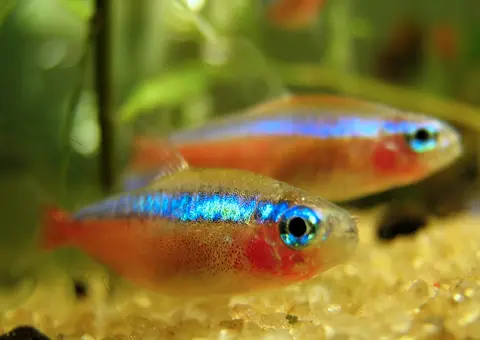 ปลาคาร์ดินัลเตตร้าสองตัวลำตัวสีแดงแถบสีฟ้าบนพื้นทรายในตู้