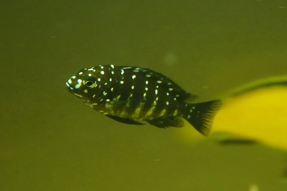珍珠蝴蝶 Tropheus duboisi