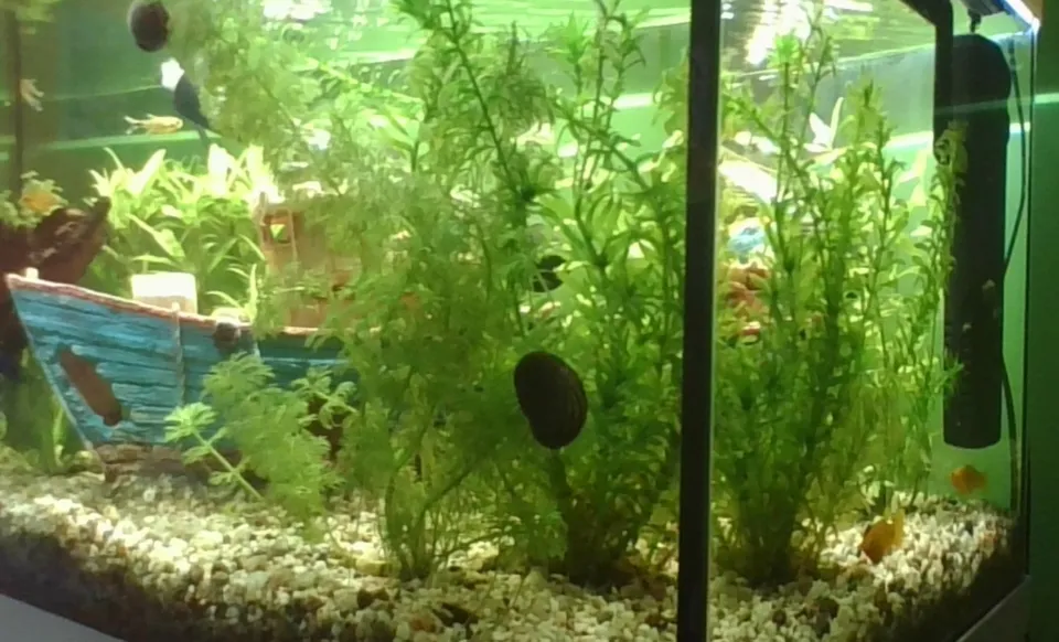 Aquarium mit Wasserpflanzen, Deko-Schiff, Fischen, Innenfilter