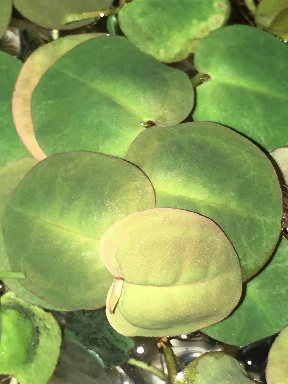 Big leaves