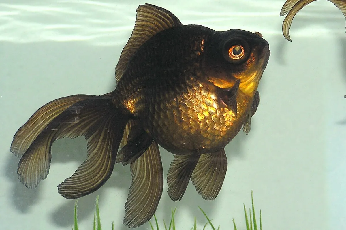Black Moor (Black Moor Goldfish)