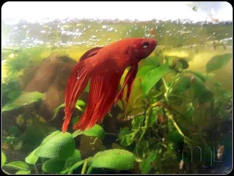 Cupang jantan merah di akuarium yang banyak tanamannya