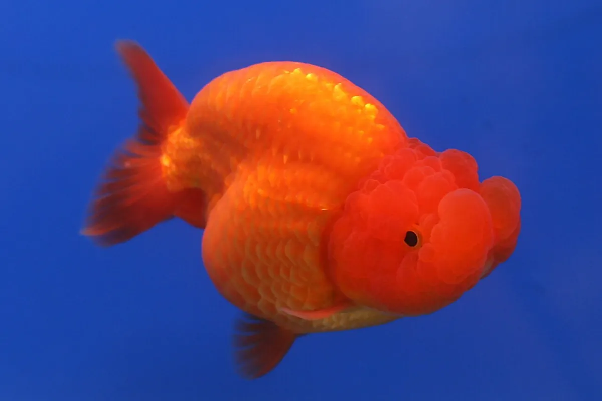 Ranchu