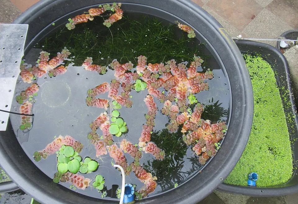 Red root floaters1.jpg