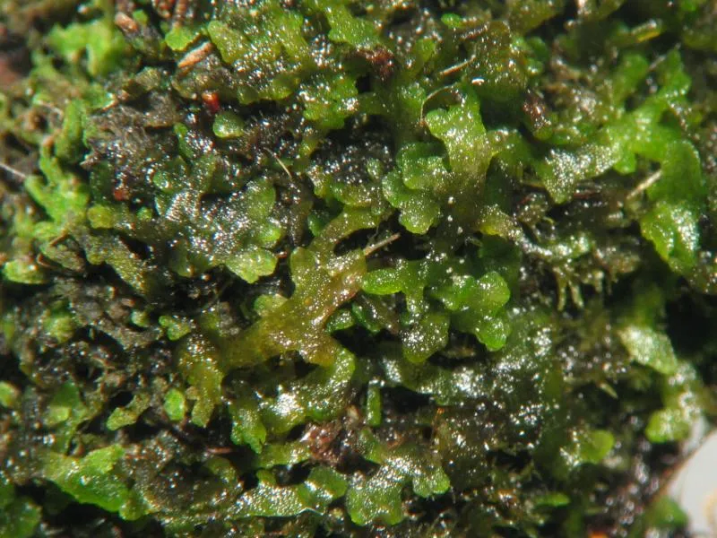 Rêu tản Riccardia, Riccardia chamedryfolia