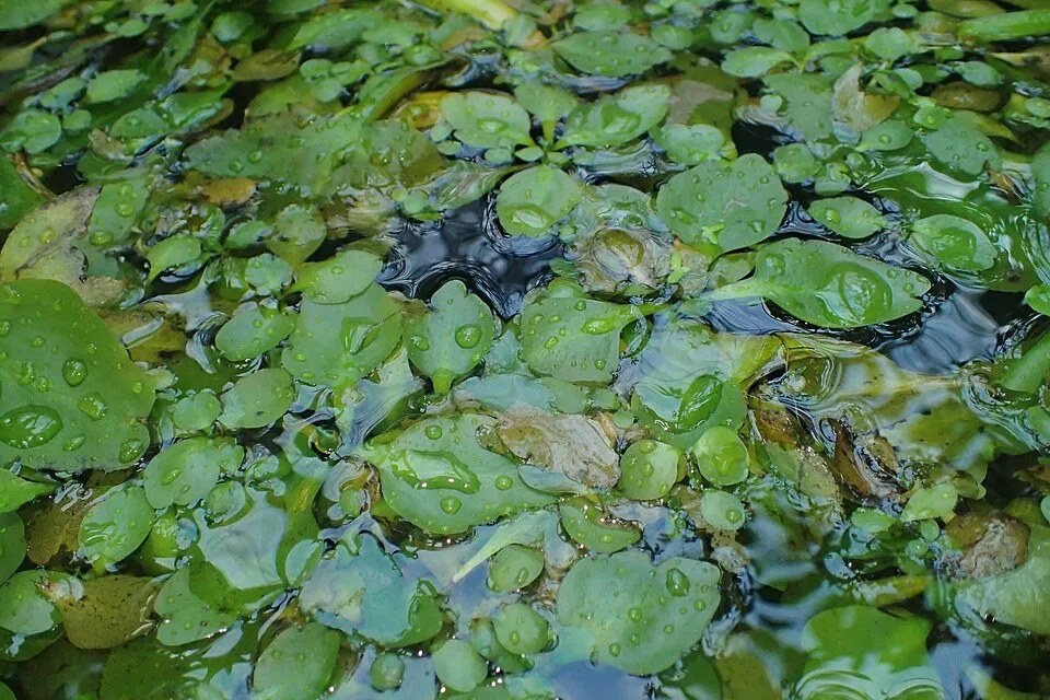 Ceratopteris thalictroides in the Botanischer Garten, Berlin-Dahlem