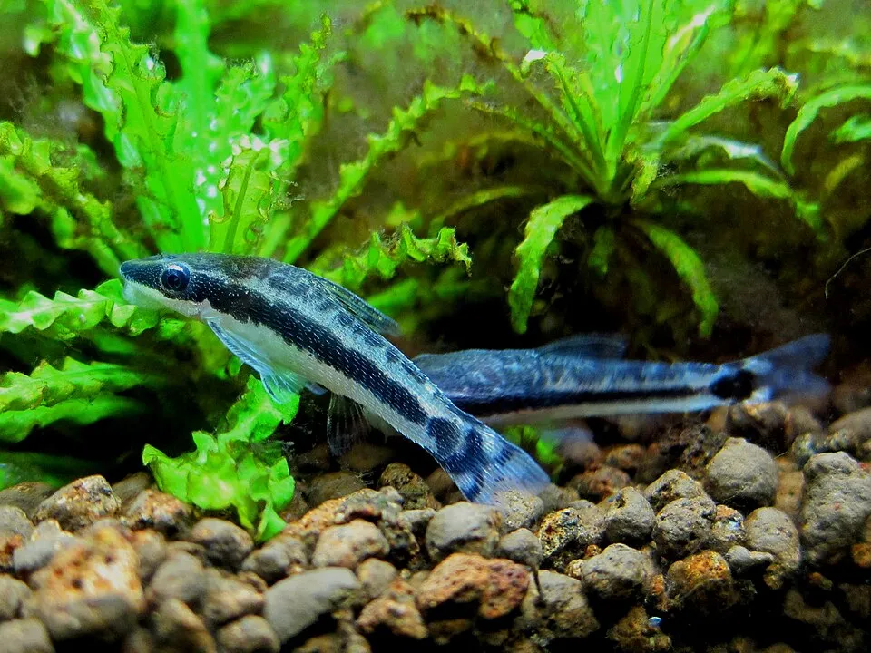 Pair of Macrotocinclus affinis