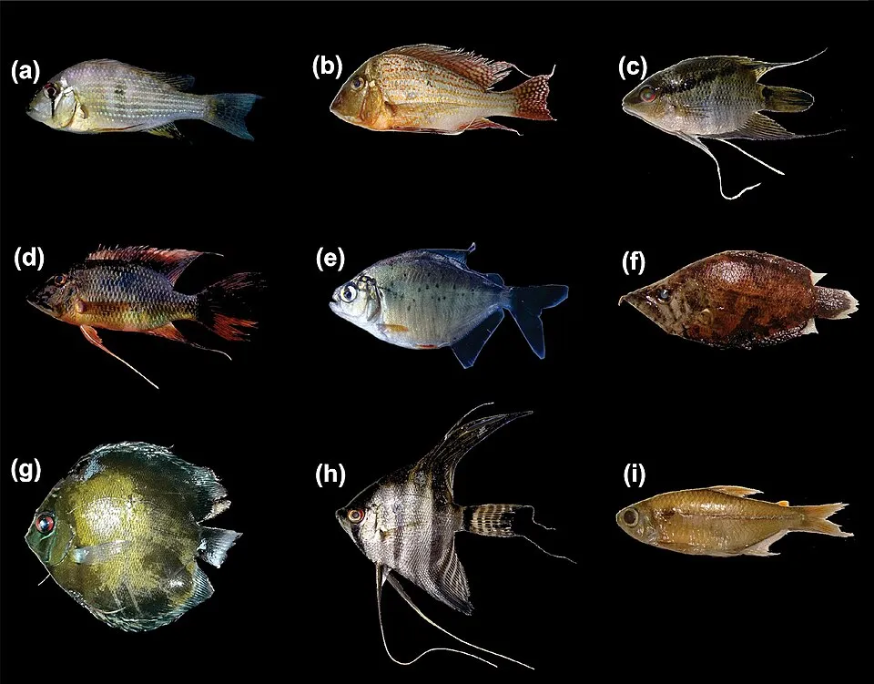 Representative individuals of nine species collected: (a) Acarichthys heckelii, 75 mm SL; (b) Geophagus altifrons, 197 mm SL; (c) Mesonauta festivus, 55 mm SL; (d) Satanoperca lilith, 185 mm SL; (e) P