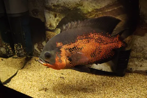Oscar merah hitam berenang di atas pasir dalam akuarium