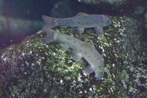 Ikan Dokter