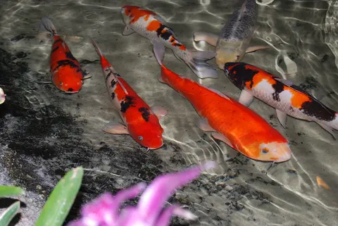 ปลาคาร์ปสีแดงและสีแดงดำขาวว่ายในบ่อน้ำใส