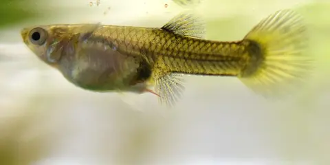 Guppy betina bertubuh kuning berpola jaring di akuarium