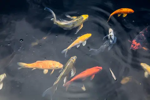 ฝูงปลาคาร์ปสีเหลือง ส้มและขาวว่ายในบ่อมืด