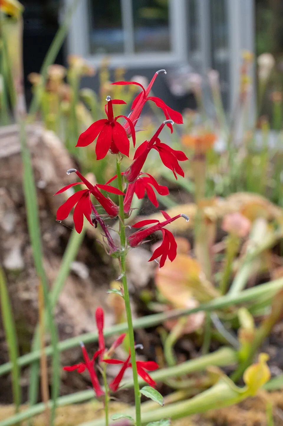Lobelia cardinalis au jardin botanique Jean-Marie Pelt de Villers-lès-Nancy.