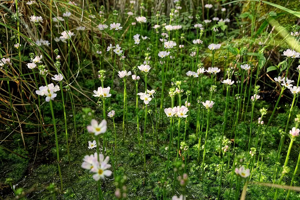 Blühende Wasserfeder - Hottonia palustris - im Schlappenmoor des NSG Nr. 76 Oberalsterniederung