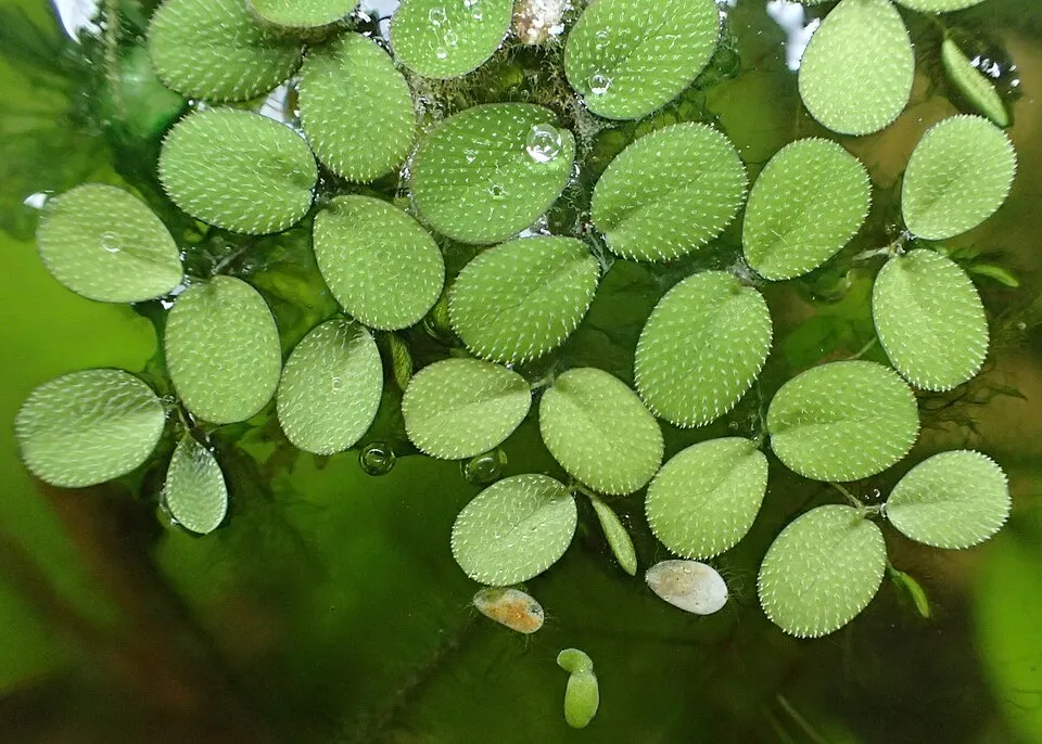 Salvinia minima in Wrocław University Botanical Garden
