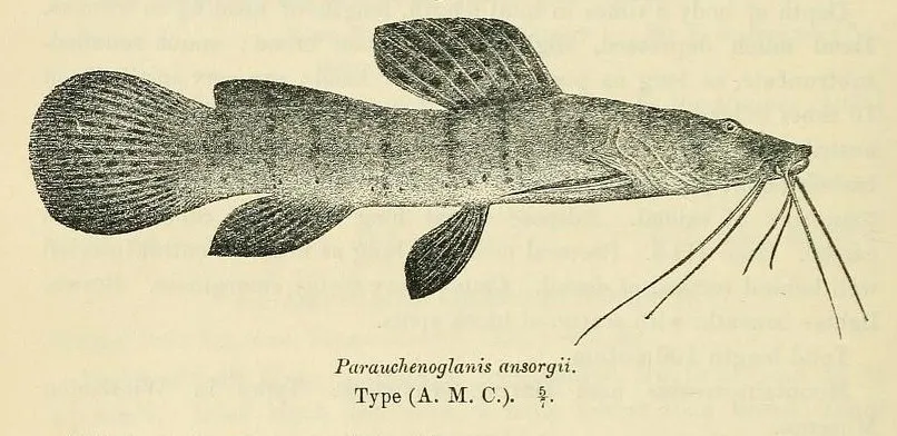 Notoglanidium macrostoma syn. Parauchenoglanis ansorgii